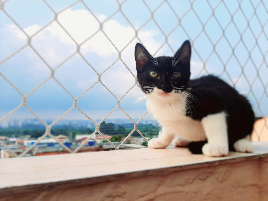 redes de proteção para Pets
