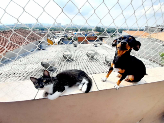 redes de proteção para Pets