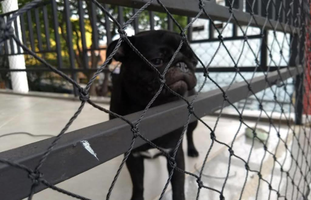 redes de proteção para Pets