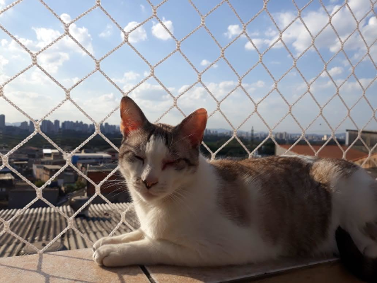 redes de proteção para Pets