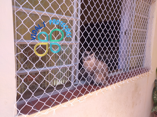 Redes de Proteção para Gatos em São Paulo